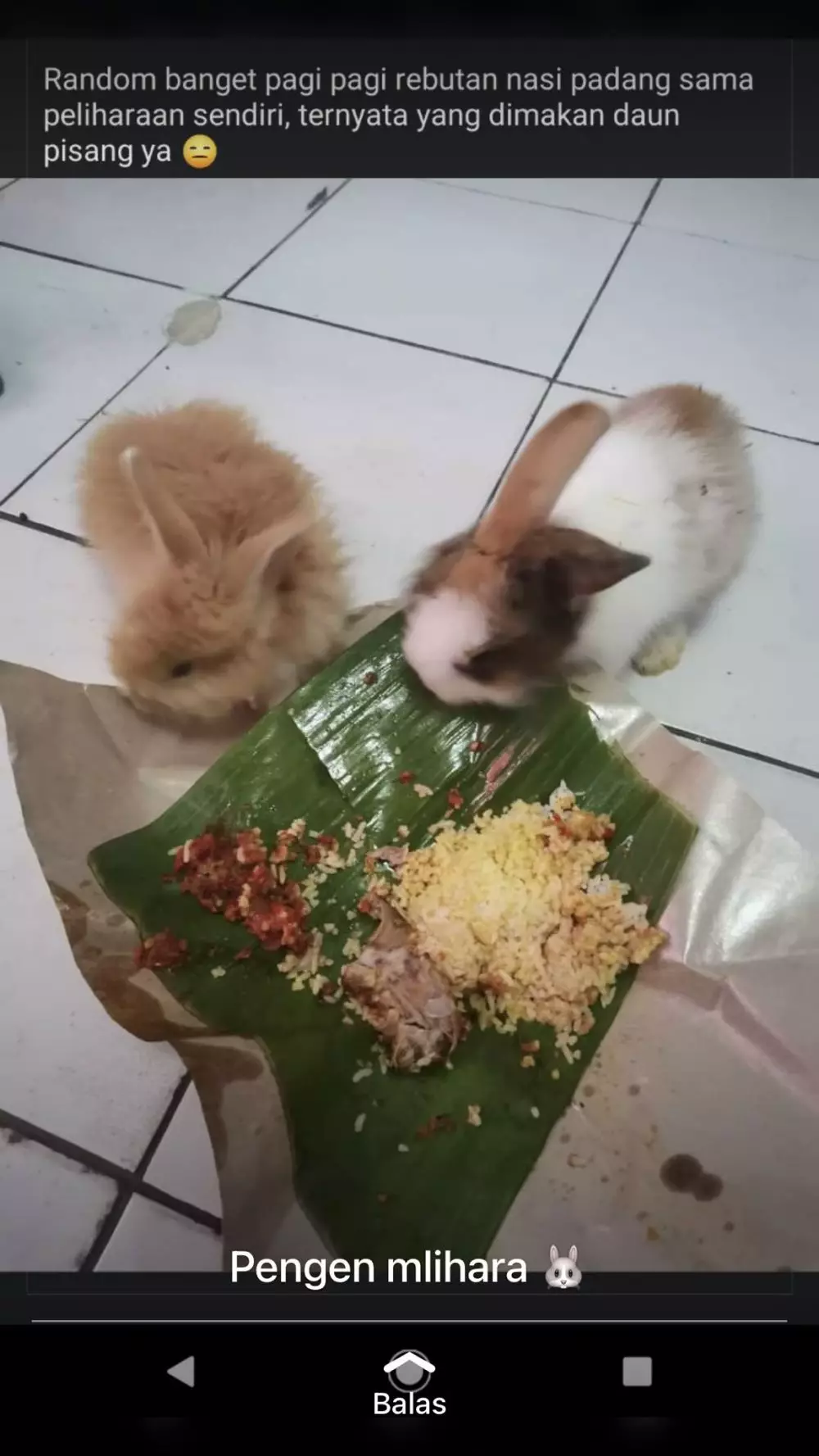 netizen pamer makanan di WA © berbagai sumber