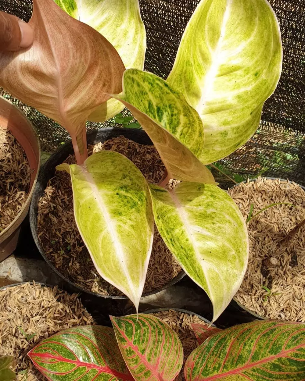 merawat bunga aglonema claudia ©Instagram merawat bunga aglonema claudia ©Instagram