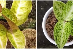 Cara merawat bunga aglonema claudia agar indah dan menawan