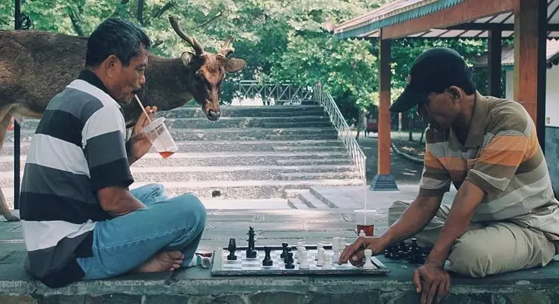 Potret orang main catur © berbagai sumber