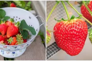Cara menanam stroberi hidroponik, mudah buat pemula