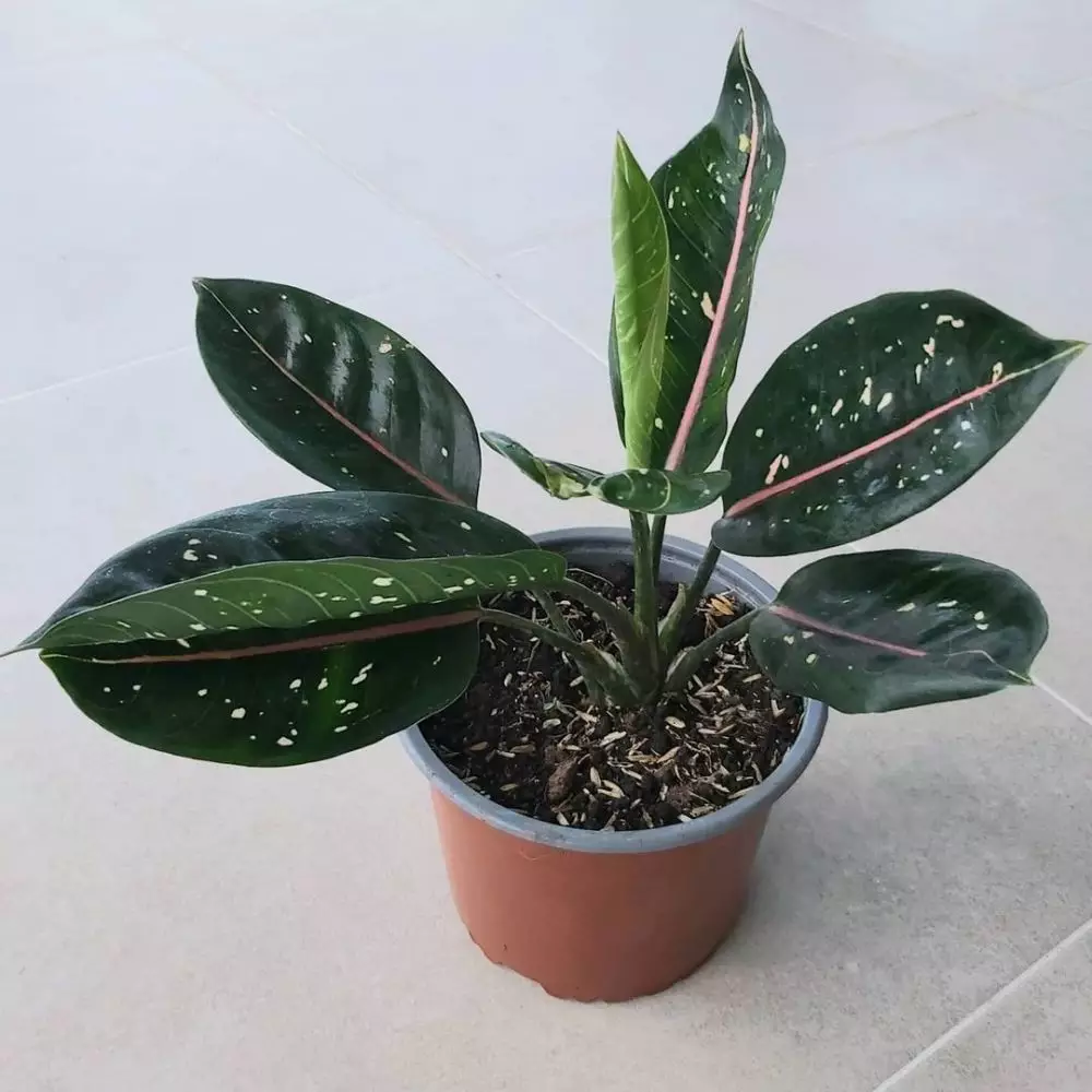 Masalah pada aglonema yang kerap muncul © Instagram