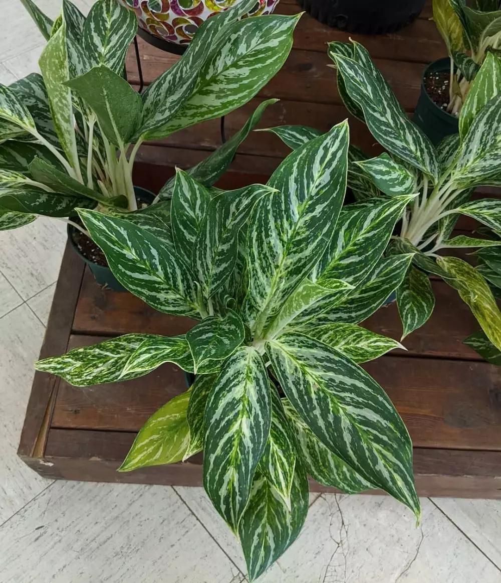 Masalah pada aglonema yang kerap muncul © Instagram