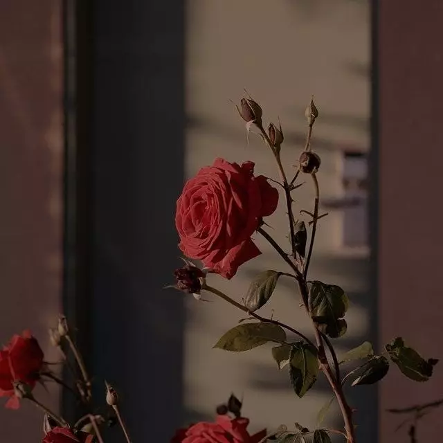 Tanaman hias berduri Instagram