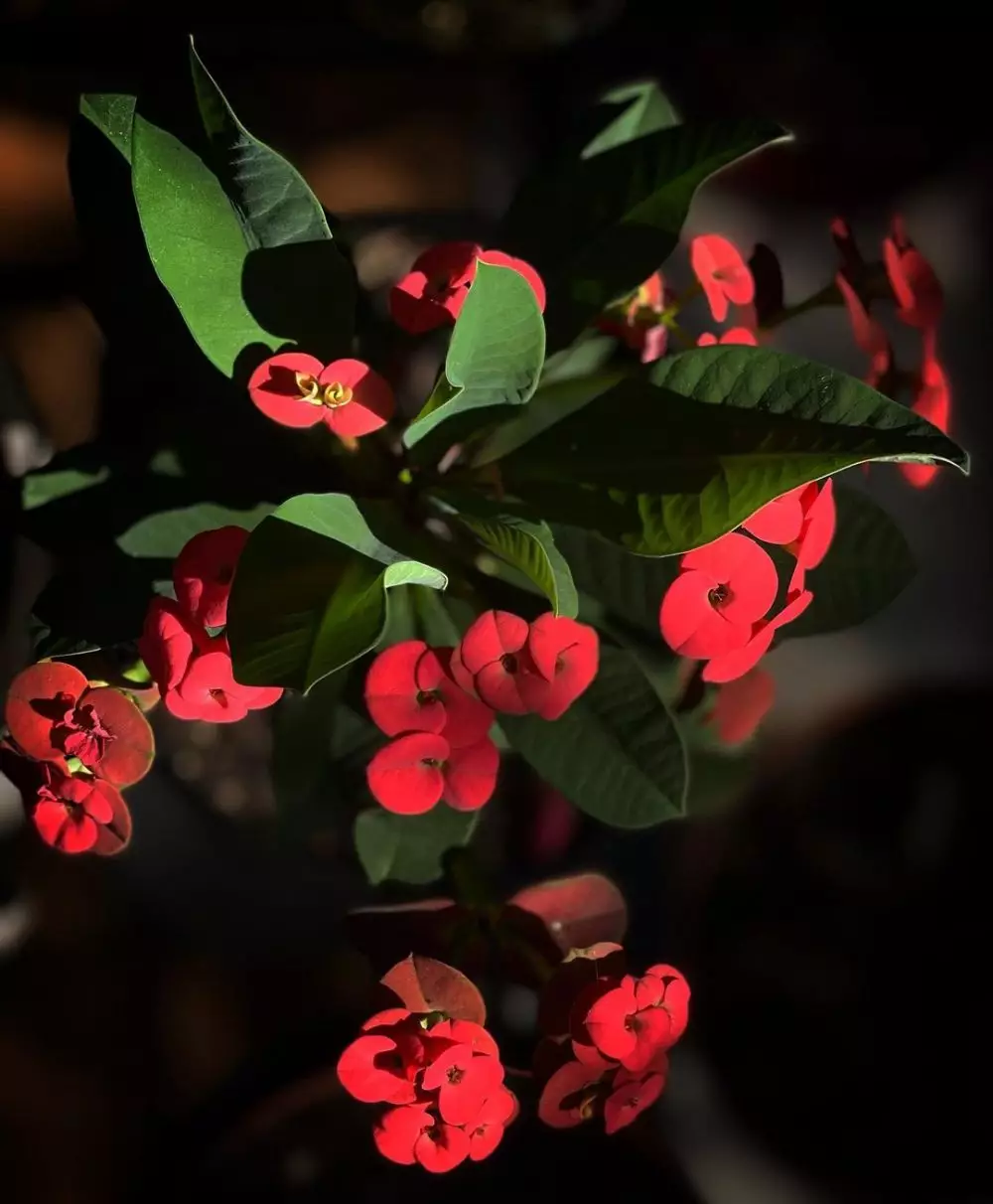 Tanaman hias berduri Instagram