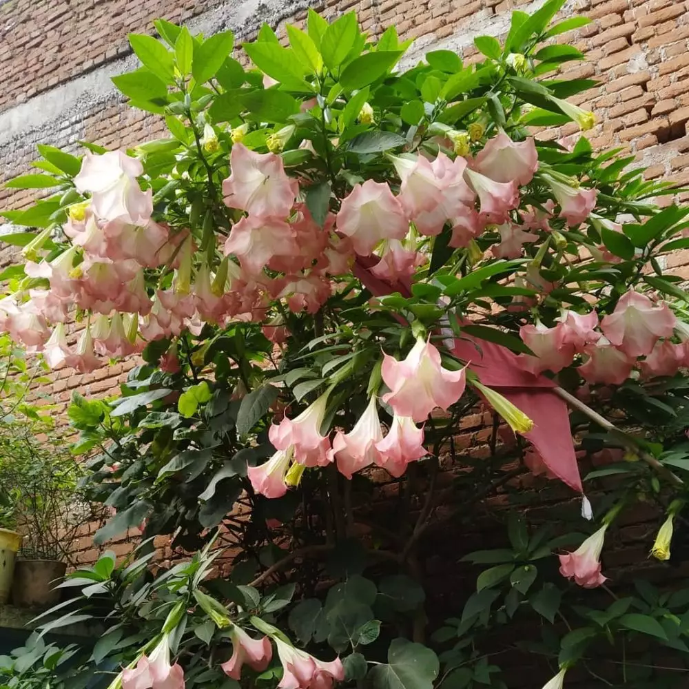 Tanaman hias berduri Instagram