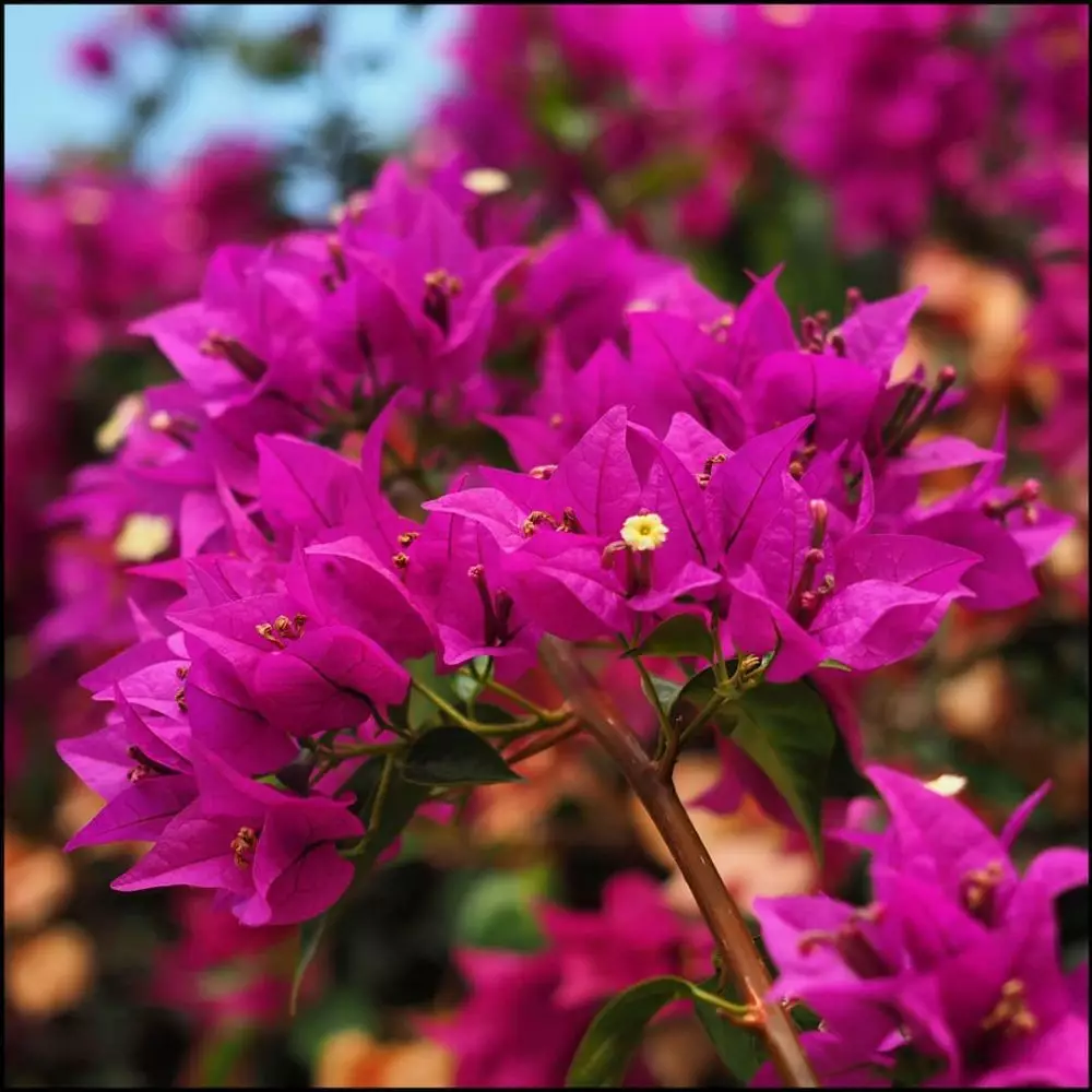 Tanaman hias berduri Instagram