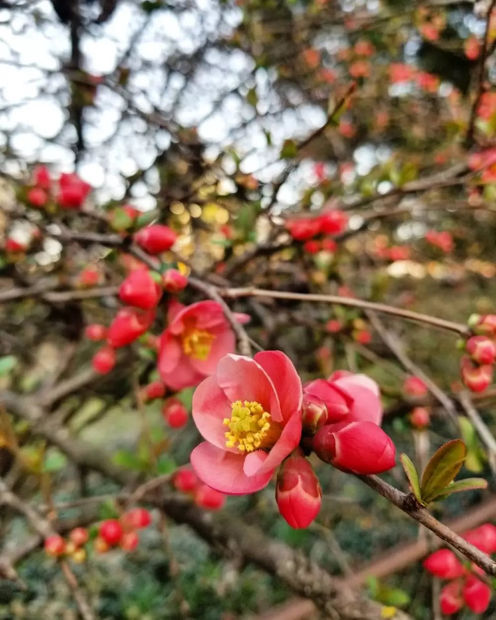 Tanaman hias berduri Instagram