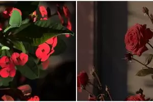 5 Tanaman hias berduri, cantik untuk pagar rumah