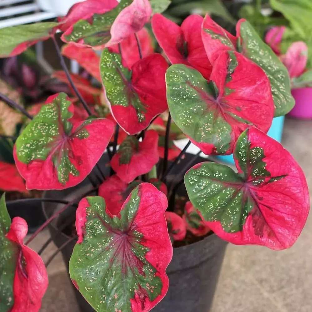 merawat keladi merah baret Instagram ; freepik © 2021 brilio.net merawat keladi merah baret Instagram ; freepik © 2021 brilio.net