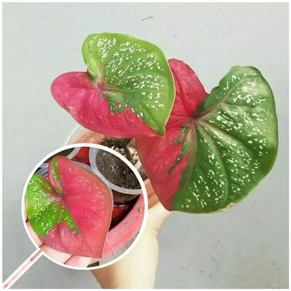 merawat keladi merah baret Instagram ; freepik © 2021 brilio.net merawat keladi merah baret Instagram ; freepik © 2021 brilio.net