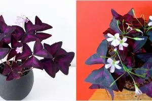 Cara merawat tanaman hias daun kupu kupu, cantik dan eksotis