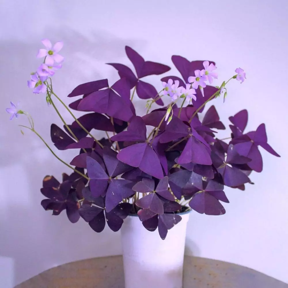 Mengenal tanaman hias bunga kupu-kupu Instagram