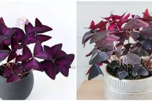 Mengenal tanaman hias bunga kupu-kupu, menawan dengan rona ungu