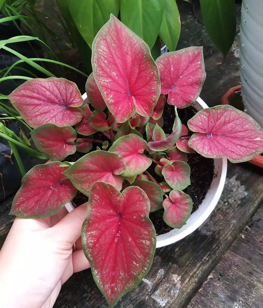 Jenis keladi hijau merah untuk hiasan rumah © Instagram Jenis keladi hijau merah untuk hiasan rumah © Instagram