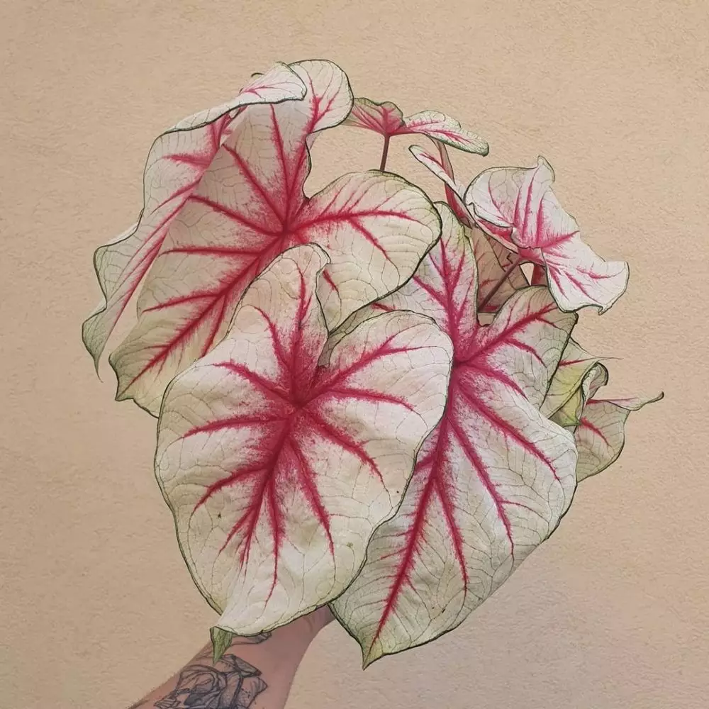 Jenis keladi hijau merah untuk hiasan rumah © Instagram Jenis keladi hijau merah untuk hiasan rumah © Instagram