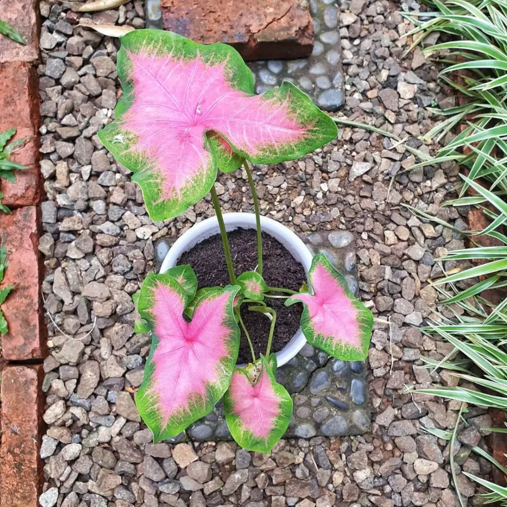 Jenis keladi hijau merah untuk hiasan rumah © Instagram Jenis keladi hijau merah untuk hiasan rumah © Instagram