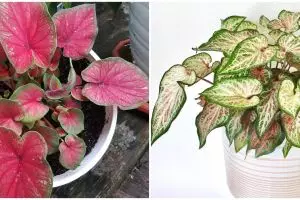 7 Jenis keladi hijau merah, cantik dan cocok untuk hiasan rumah