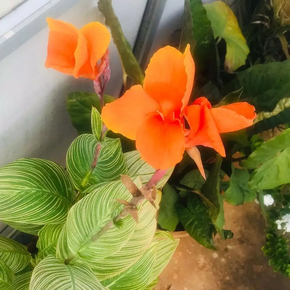 Jenis tanaman hias daun yang paling ramai dicari © Instagram