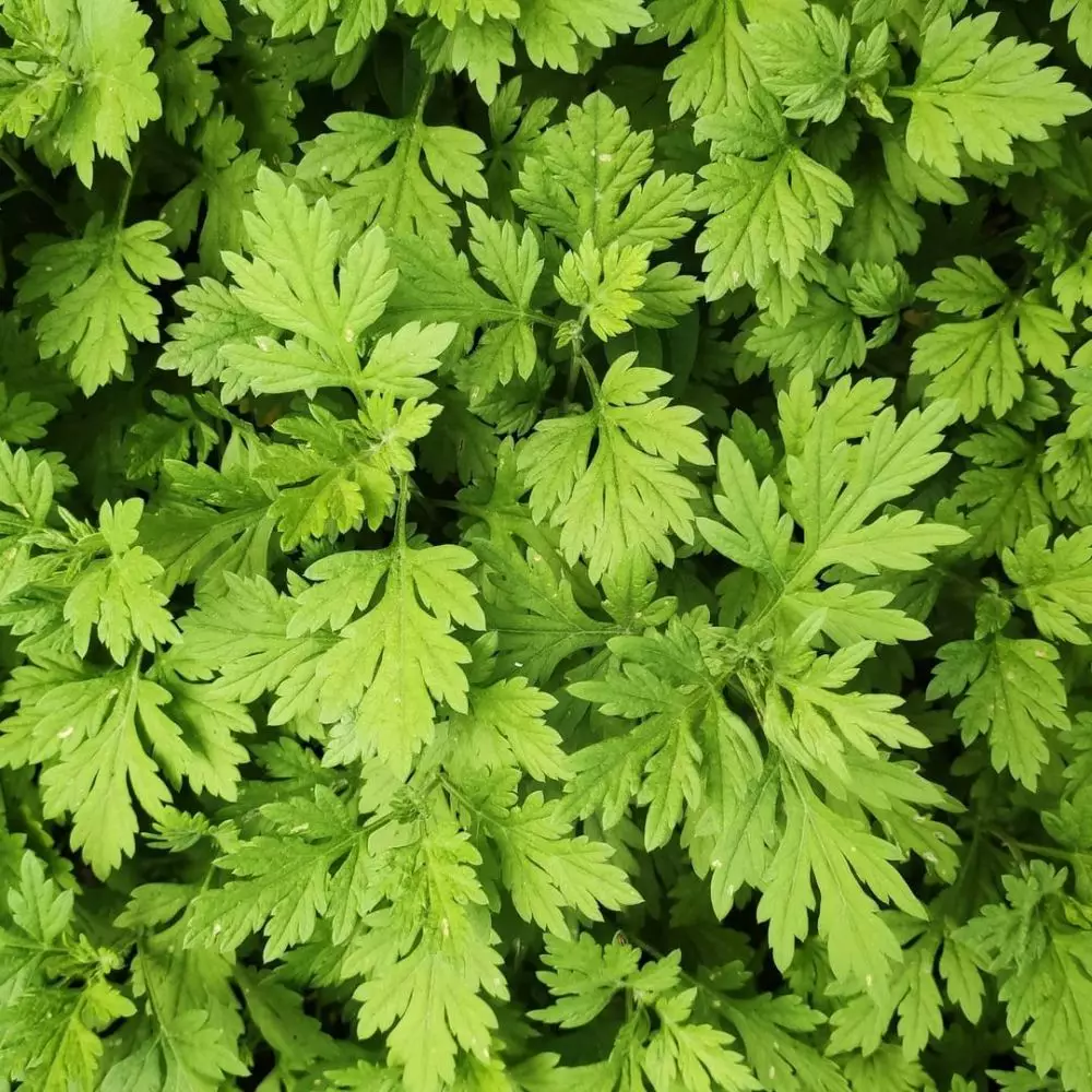 Jenis tanaman hias daun yang paling ramai dicari © Instagram