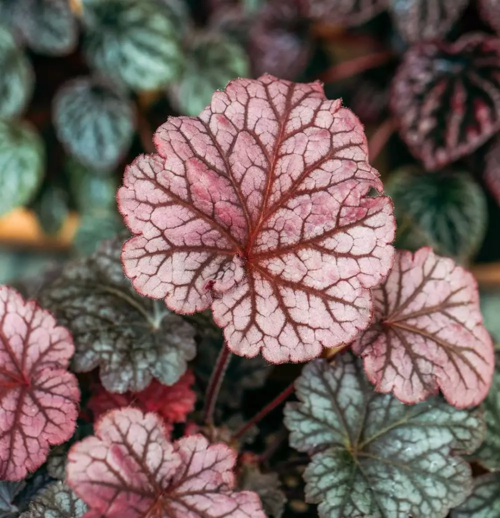 Jenis tanaman hias daun yang paling ramai dicari © Instagram