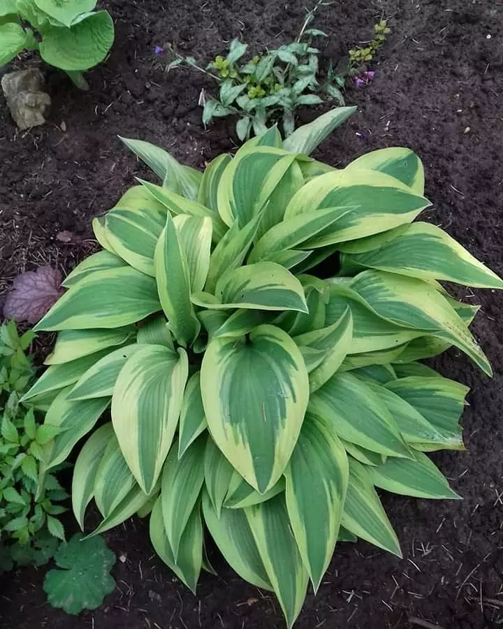 Jenis tanaman hias daun yang paling ramai dicari © Instagram