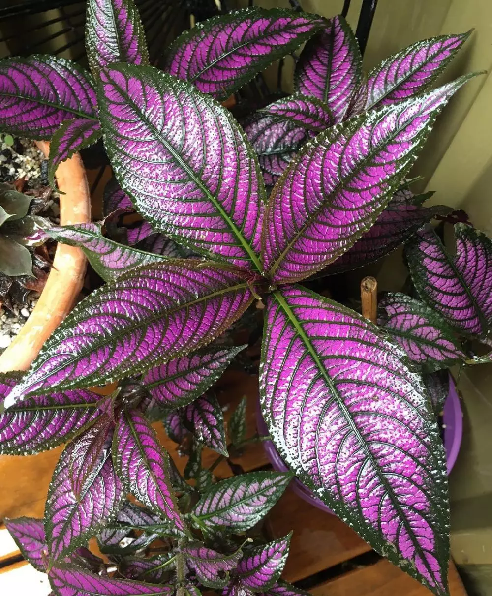 Jenis tanaman hias daun yang paling ramai dicari © Instagram