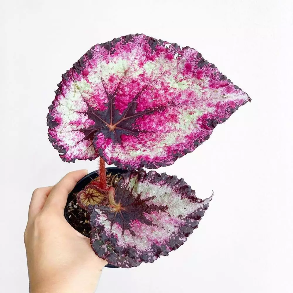 Jenis tanaman hias daun yang paling ramai dicari © Instagram