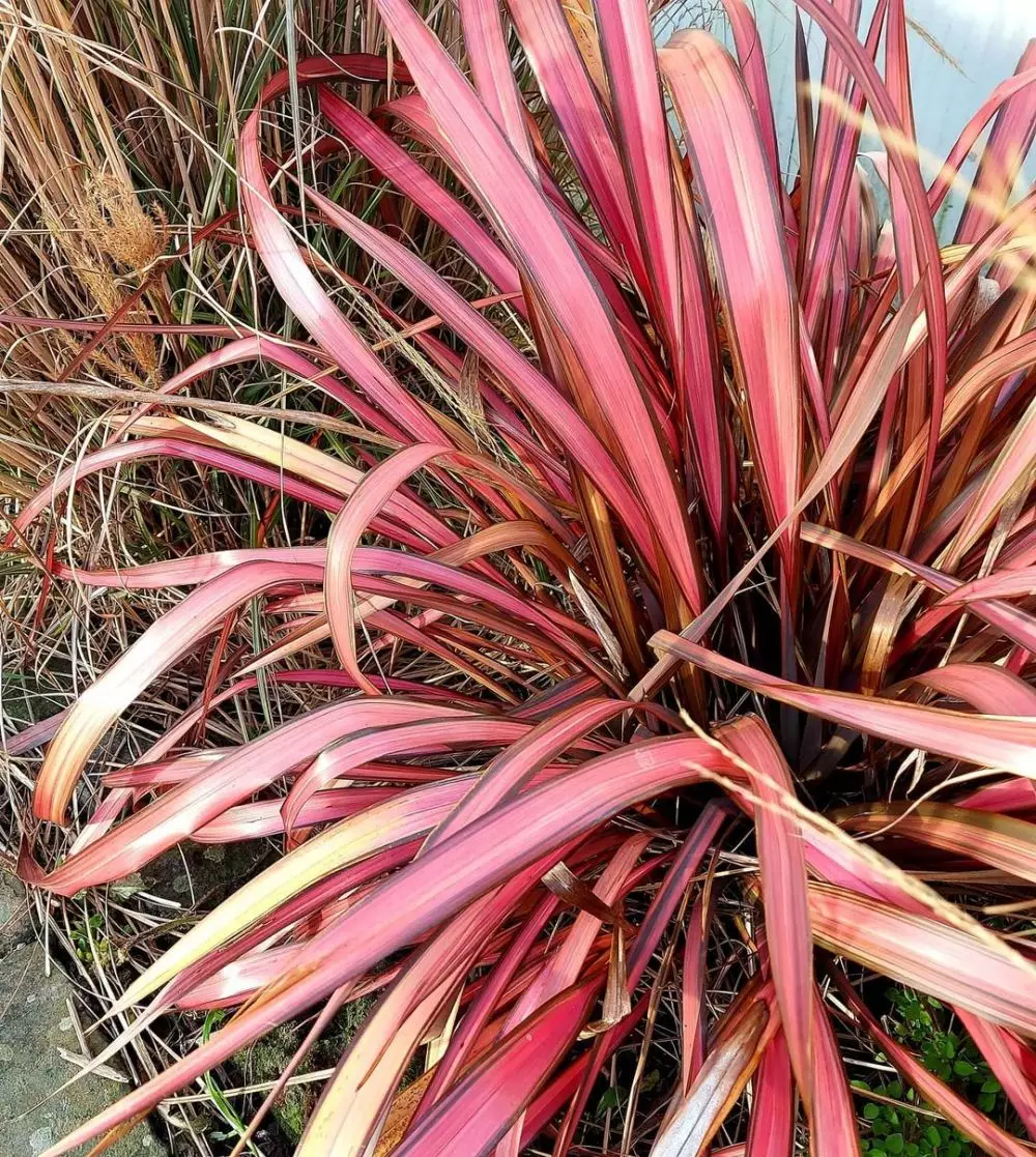 Jenis tanaman hias daun yang paling ramai dicari © Instagram