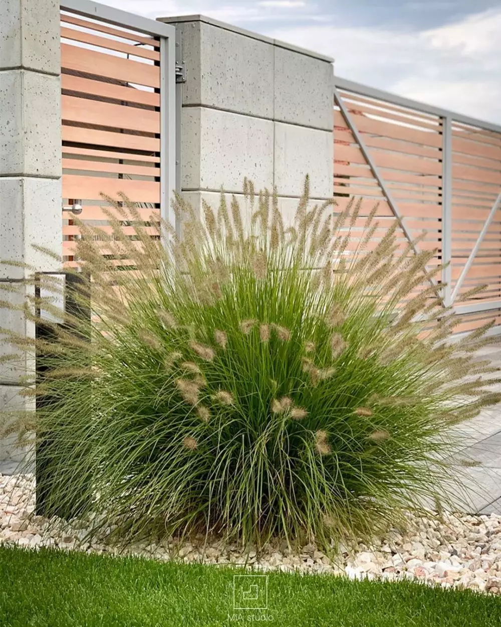 Jenis tanaman hias daun yang paling ramai dicari © Instagram