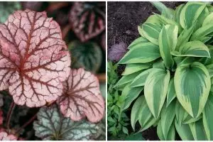 10 Jenis tanaman hias daun yang paling ramai dicari, termasuk keladi