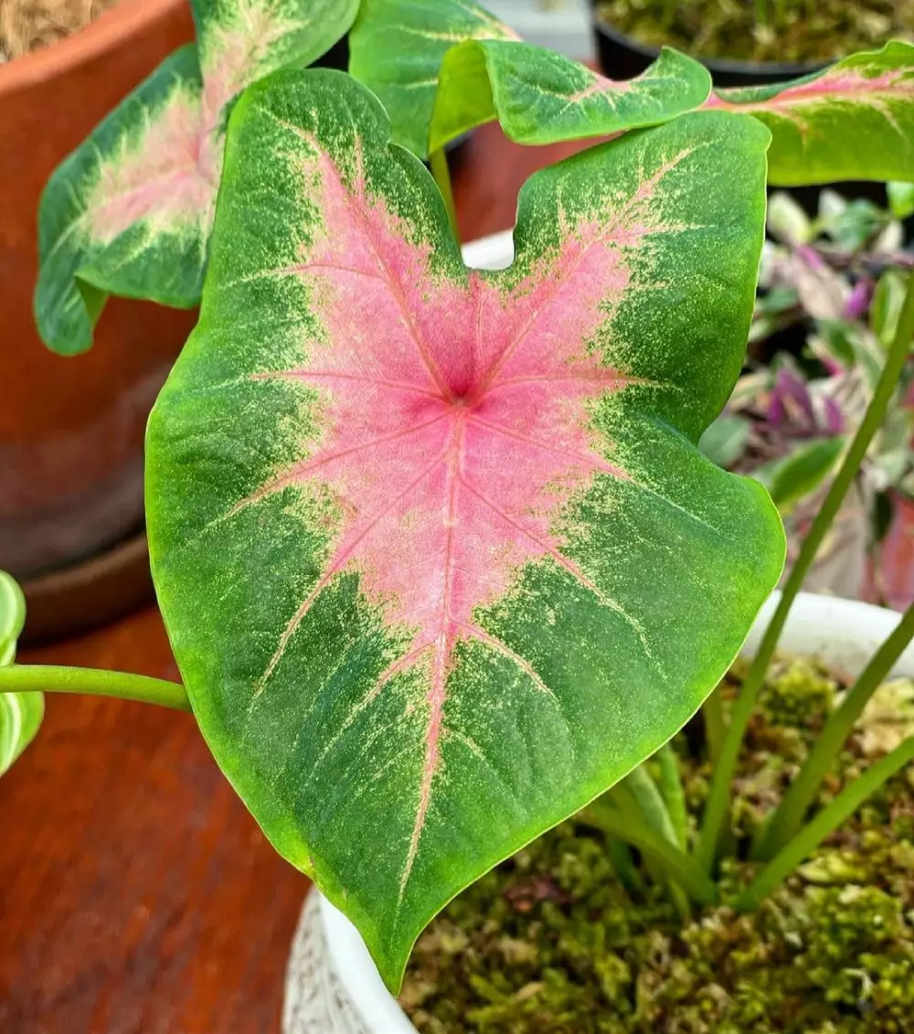 Cara merawat tanaman keladi di area indoor © Instagram