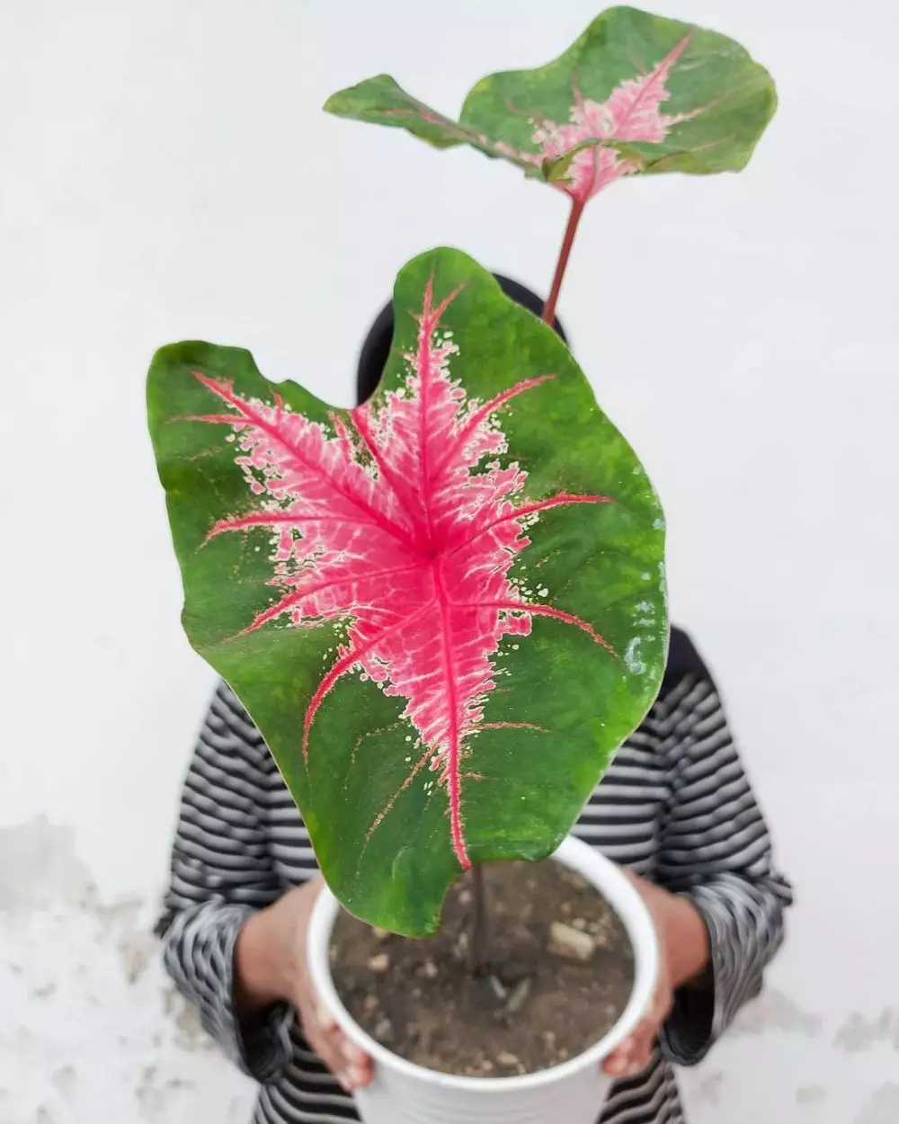 Cara merawat tanaman keladi di area indoor © Instagram