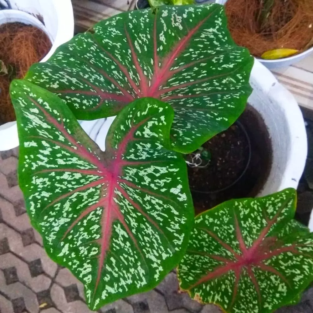 Cara merawat tanaman keladi di area indoor © Instagram