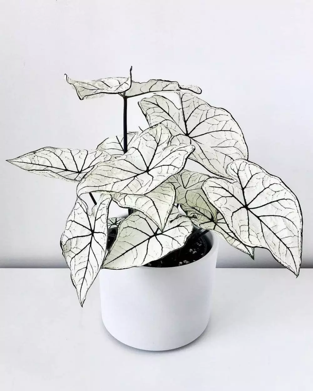 Cara merawat tanaman keladi di area indoor © Instagram