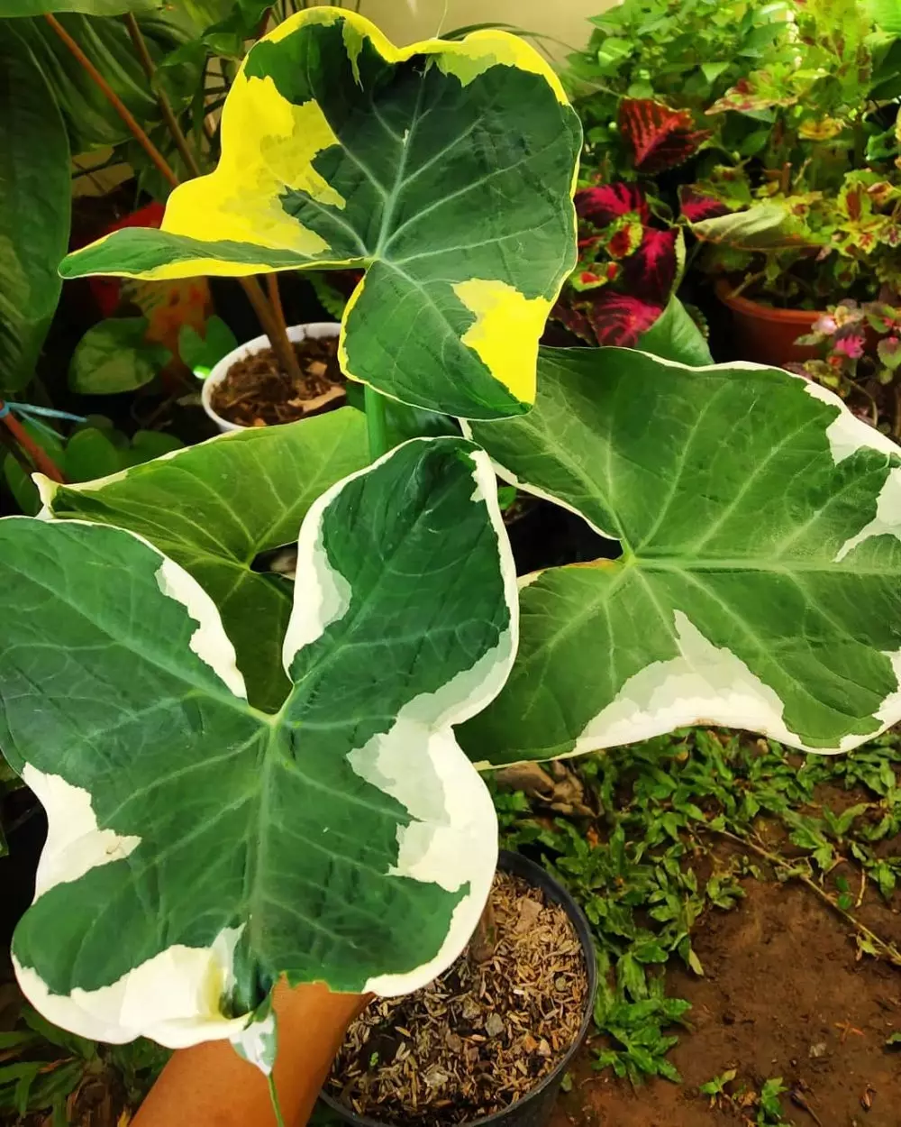 Cara merawat tanaman keladi di area indoor © Instagram