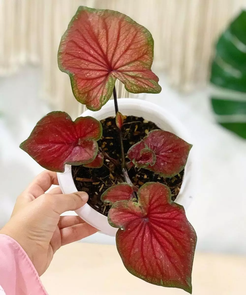 Cara merawat tanaman keladi di area indoor © Instagram