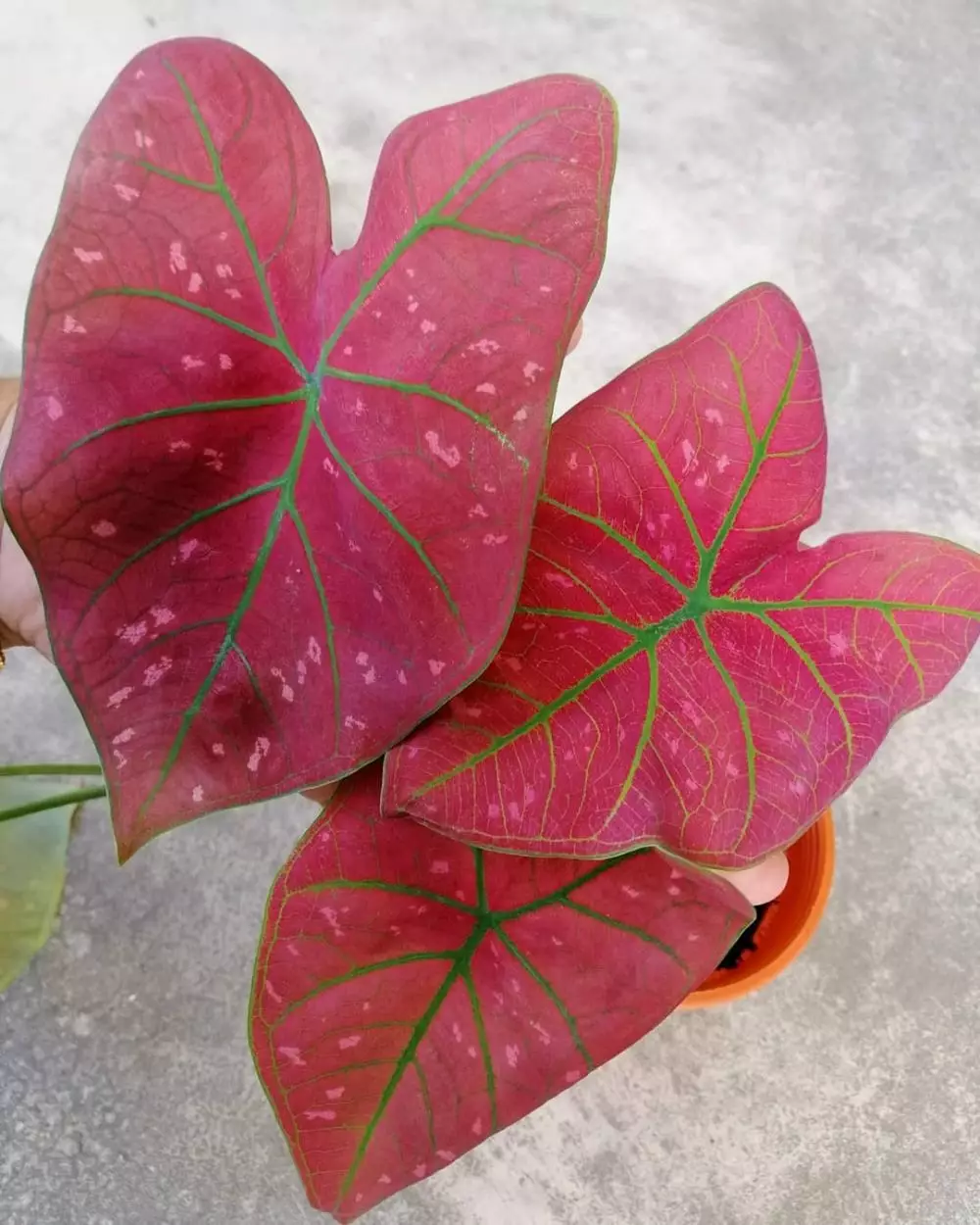 Cara merawat tanaman keladi di area indoor © Instagram