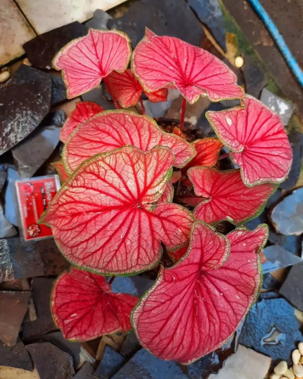 Cara merawat tanaman keladi di area indoor © Instagram