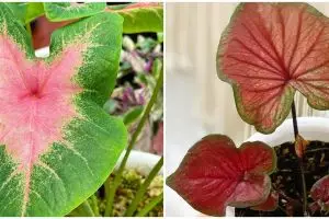 Cara merawat tanaman keladi di area indoor, perhatikan pilihan lokasi