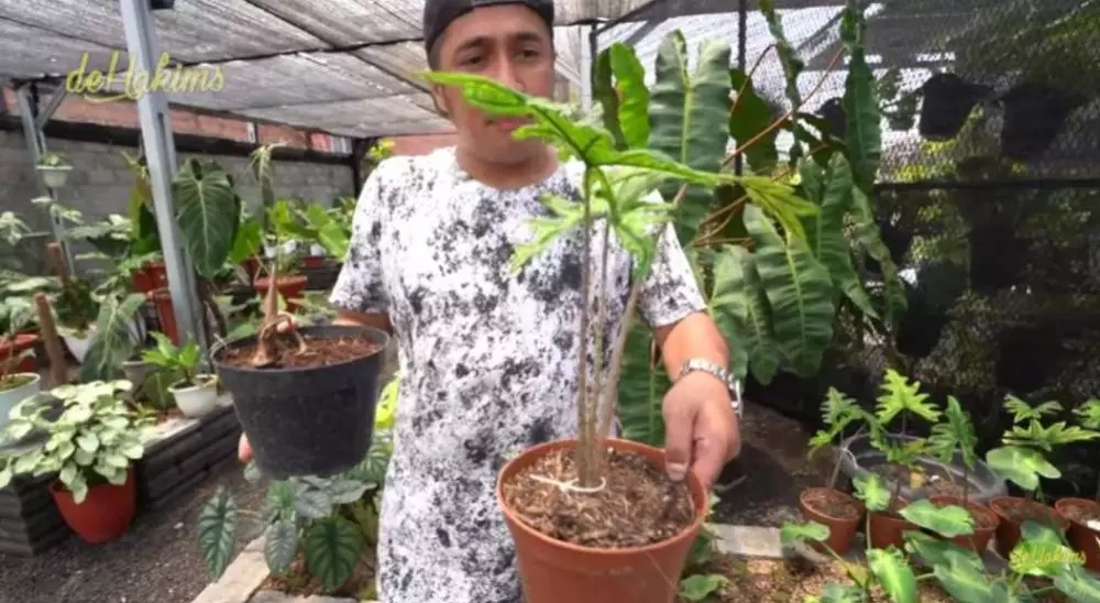 Koleksi tanaman Soimah © 2021 brilio.net YouTube