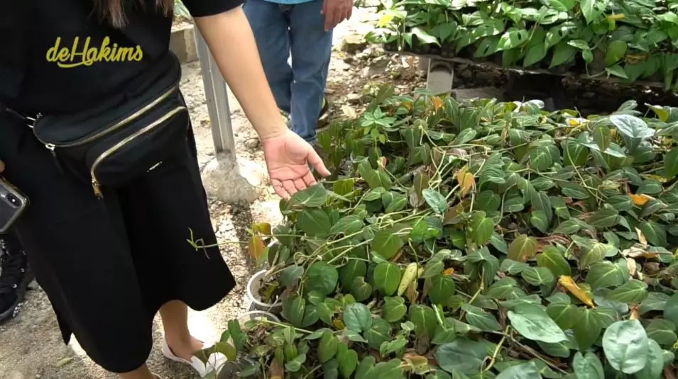 Koleksi tanaman Soimah © 2021 brilio.net YouTube