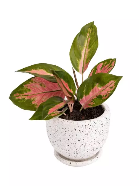 Cara membuat aglonema  berdaun jumbo freepik.com