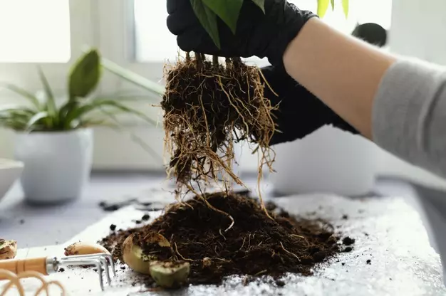 Cara membuat aglonema  berdaun jumbo freepik.com