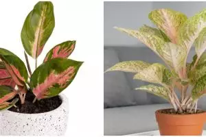 Cara membuat aglonema menjadi subur, rimbun dan berdaun jumbo