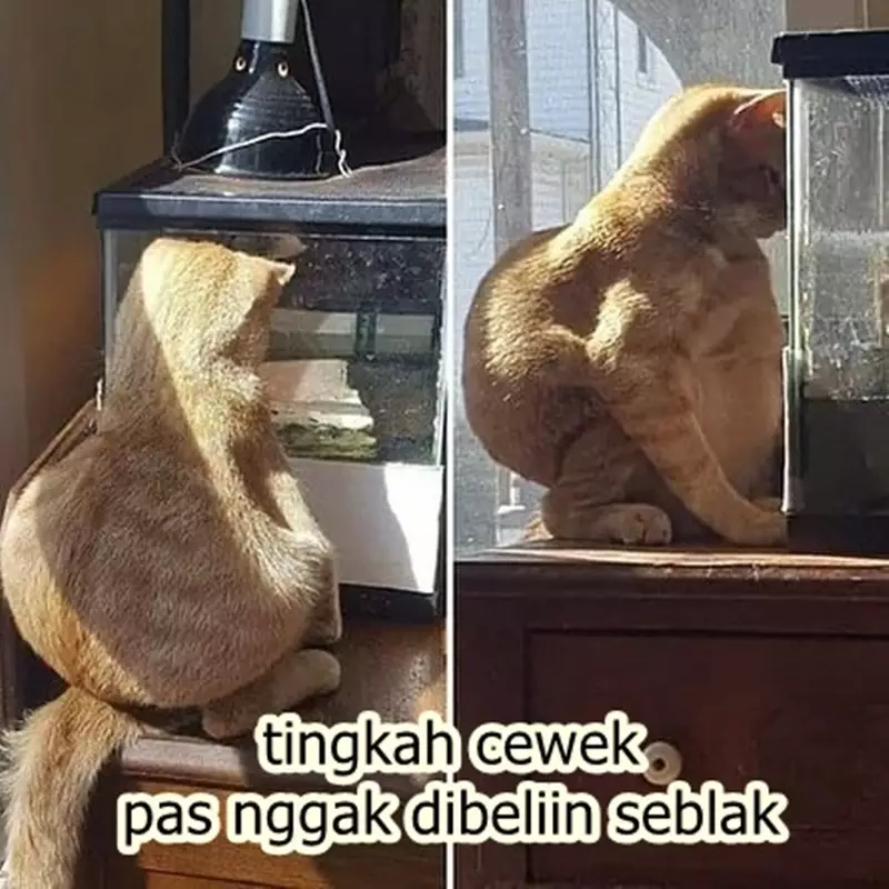 meme minta seblak © Berbagai Sumber