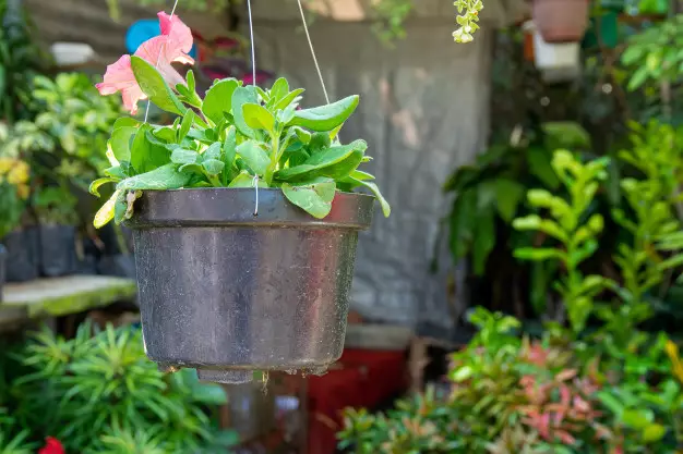 Tips memilih pot gantung tanaman hias freepik.com Tips memilih pot gantung tanaman hias freepik.com