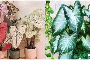 Masalah yang mengganggu keladi dalam pertumbuhannya, atasi segera