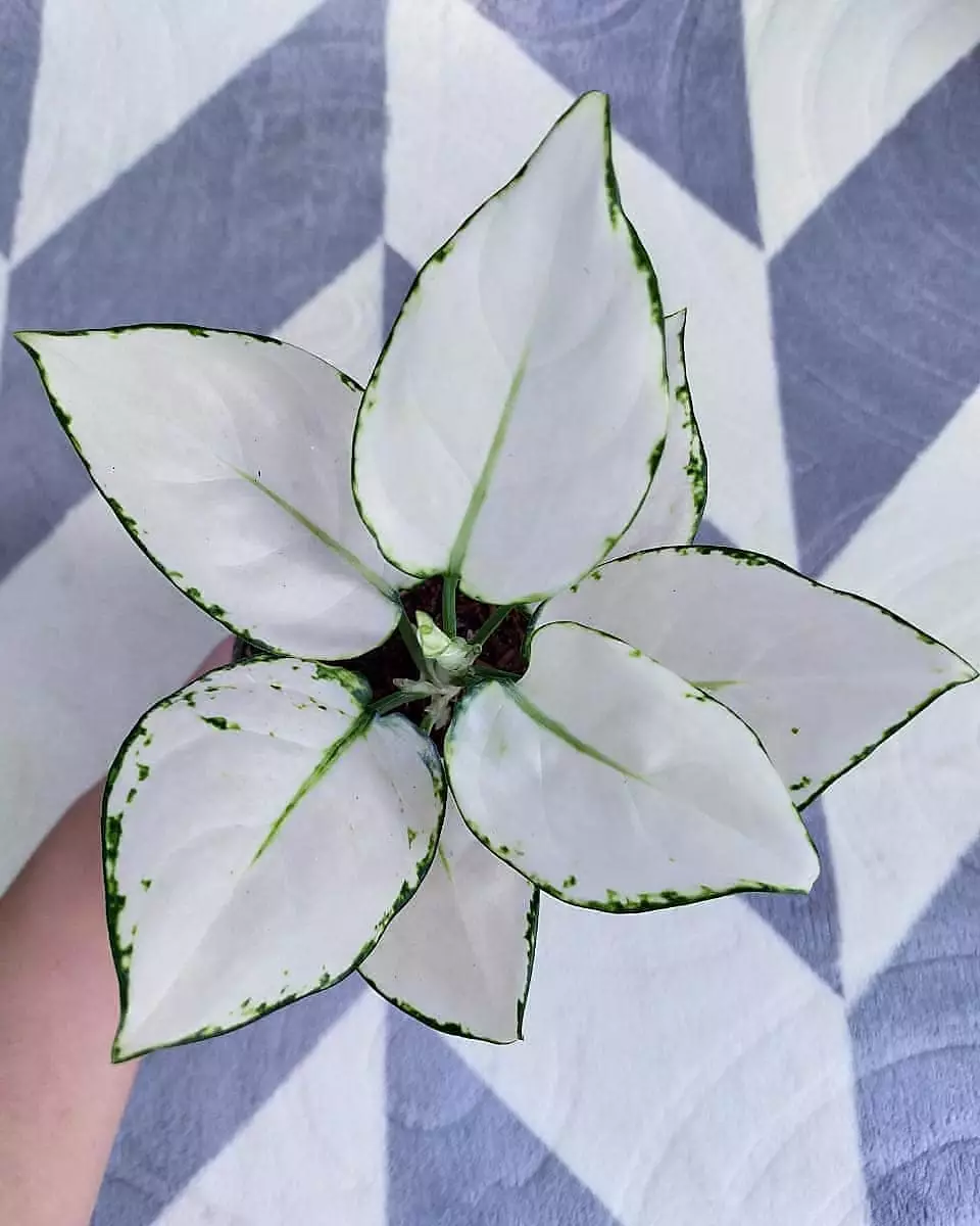 Jenis tanaman hias daun putih Instagram © 2021 brilio.net Jenis tanaman hias daun putih Instagram © 2021 brilio.net