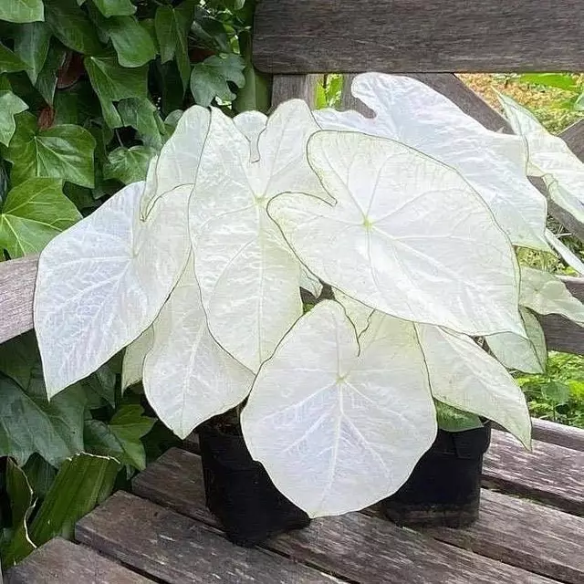 Jenis tanaman hias daun putih Instagram © 2021 brilio.net Jenis tanaman hias daun putih Instagram © 2021 brilio.net